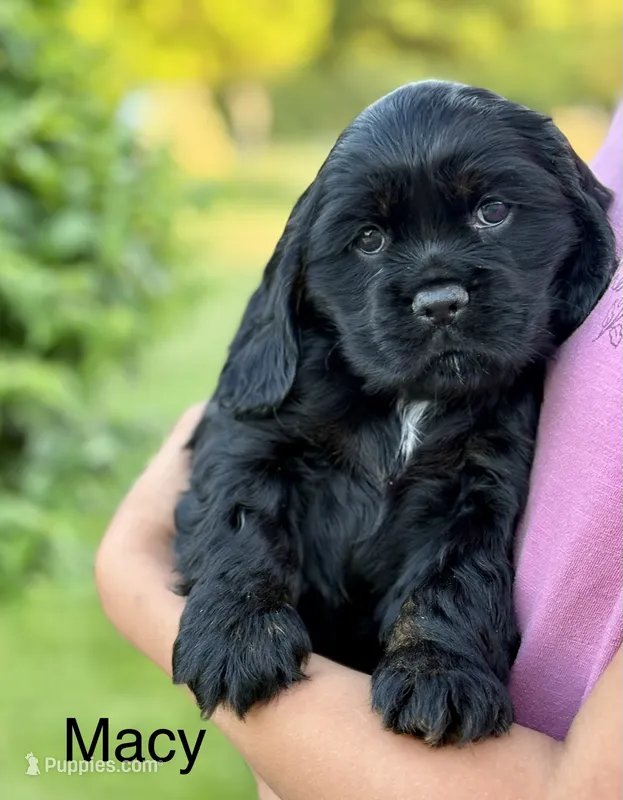 Macy – Cocker Spaniel puppy for sale in Dundee, NY