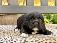 Shiloh, a female Cocker Spaniel for sale in Dundee, NY – Photo 2 of 2