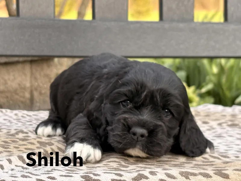 Shiloh – Cocker Spaniel puppy for sale in Dundee, NY