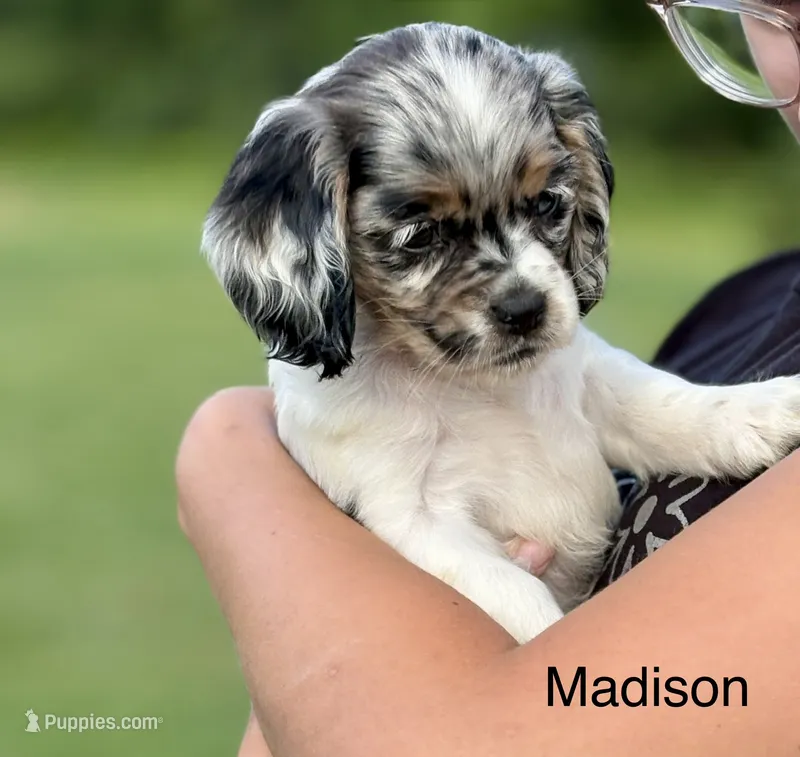 Madison – Cocker Spaniel puppy for sale in Dundee, NY