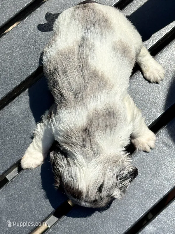 Madison – Cocker Spaniel puppy for sale in Dundee, NY