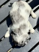Madison, a female Cocker Spaniel for sale in Dundee, NY – 1 of 3