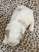 Skye, a female Cocker Spaniel for sale in Dundee, NY – Photo 3 of 3