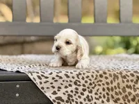 Skye, a female Cocker Spaniel for sale in Dundee, NY – Photo 2 of 3