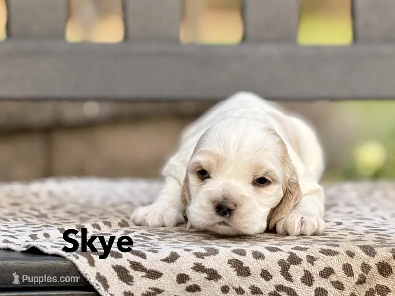 Skye – Cocker Spaniel puppy for sale in Dundee, NY