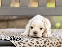 Skye, a female Cocker Spaniel for sale in Dundee, NY – Photo 1 of 3