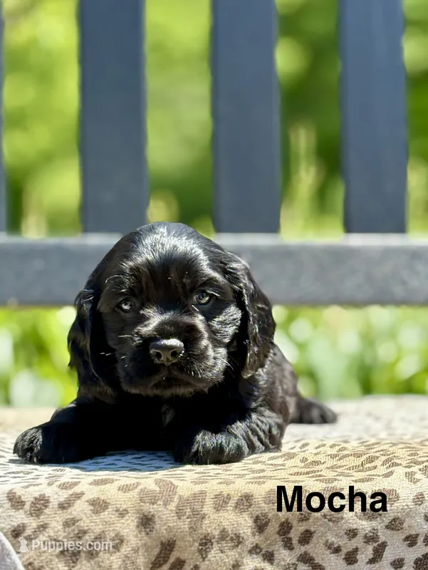 Mocha – Cocker Spaniel puppy for sale in Dundee, NY