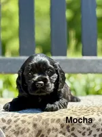 Mocha, a male Cocker Spaniel for sale in Dundee, NY – 1 of 2