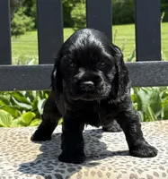 Mocha, a male Cocker Spaniel for sale in Dundee, NY – 2 of 2