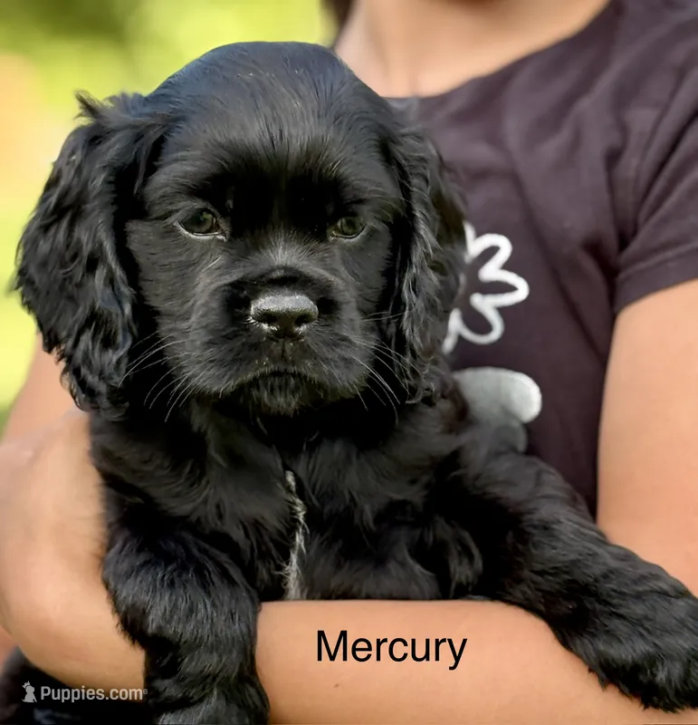Mercury  – Cocker Spaniel puppy for sale in Dundee, NY