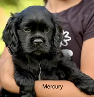 Mercury , a male Cocker Spaniel for sale in Dundee, NY – 1 of 4
