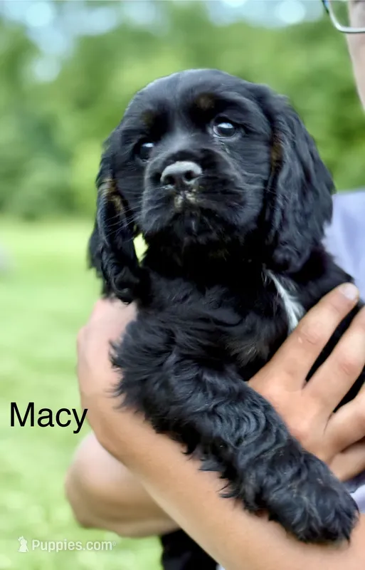 Macy – Cocker Spaniel puppy for sale in Dundee, NY