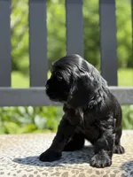 Macy, a female Cocker Spaniel for sale in Dundee, NY – 3 of 3