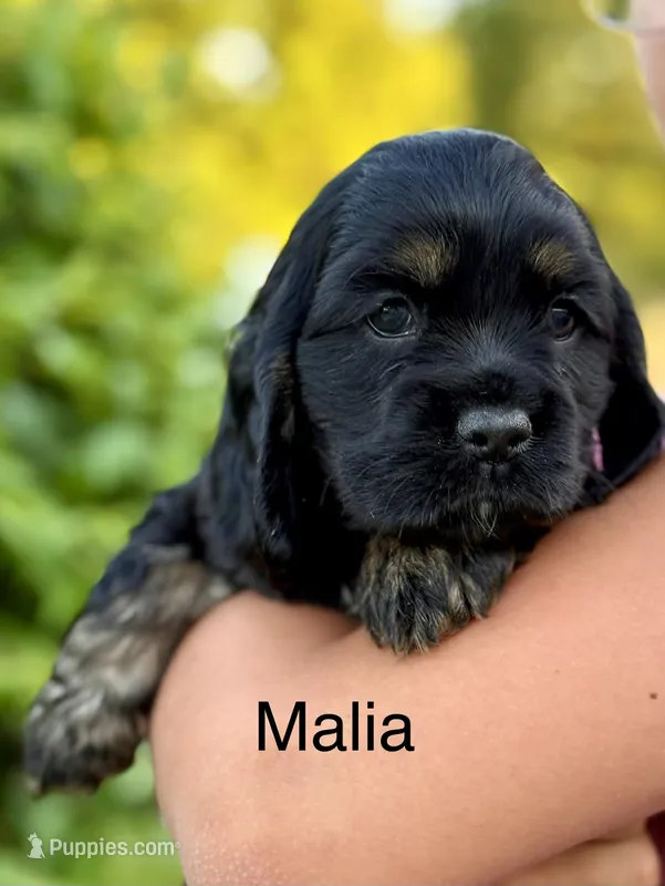 Malia – Cocker Spaniel puppy for sale in Dundee, NY