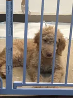 Caramel , a male Goldendoodle for sale in Chester, PA – 2 of 5