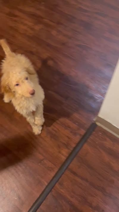 Caramel , a male Goldendoodle for sale in Chester, PA – 5 of 5