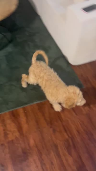 Caramel , a male Goldendoodle for sale in Chester, PA – 3 of 5