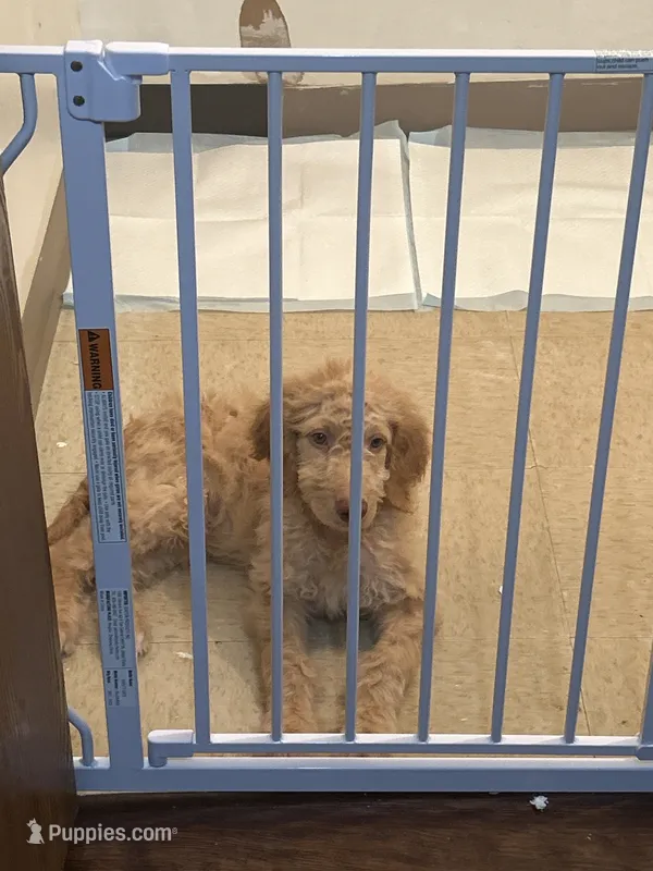 Caramel  – Goldendoodle puppy for sale in Chester, PA