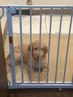 Caramel , a male Goldendoodle for sale in Chester, PA – 1 of 5