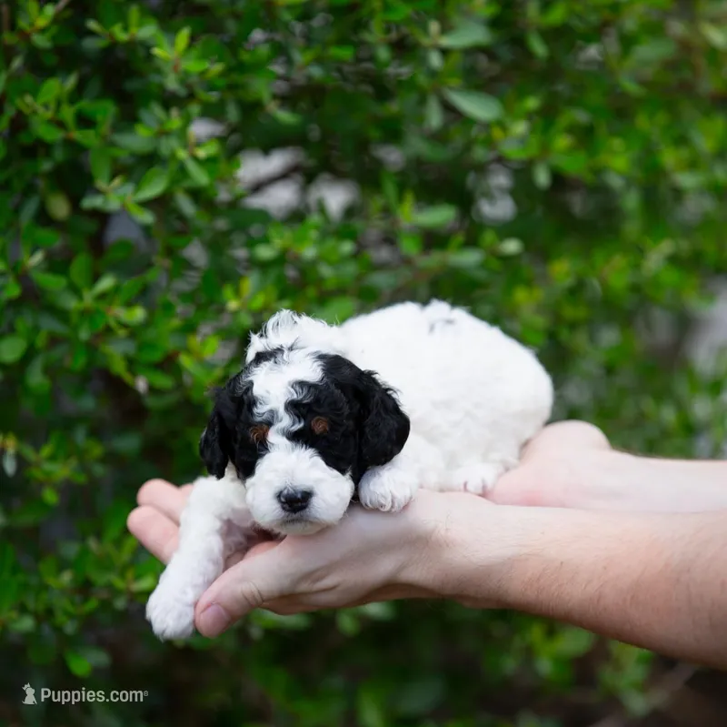 Female 1 – Poodle - Miniature  puppy for sale in Jacksonville Beach, FL