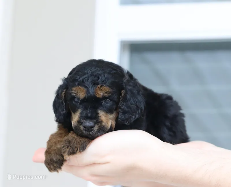 Male 2 – Poodle - Miniature  puppy for sale in Jacksonville Beach, FL