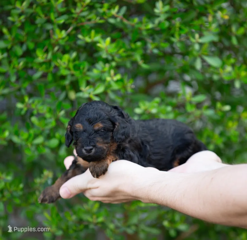Male 2 – Poodle - Miniature  puppy for sale in Jacksonville Beach, FL