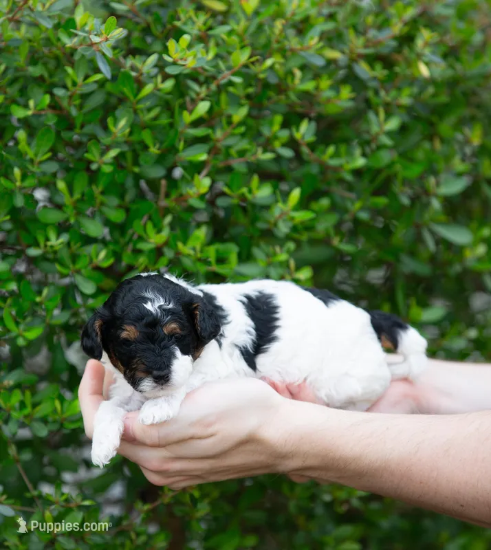 Male #1 – Poodle - Miniature  puppy for sale in Jacksonville Beach, FL