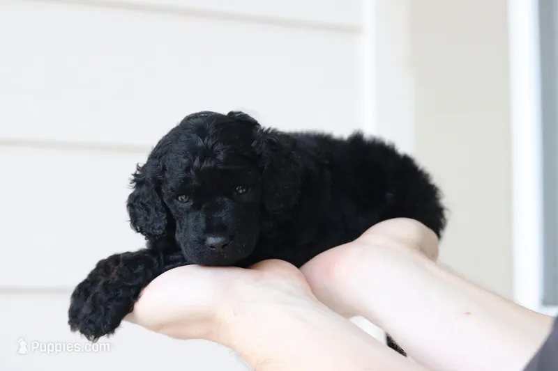 Female 2 – Poodle - Miniature  puppy for sale in Jacksonville Beach, FL