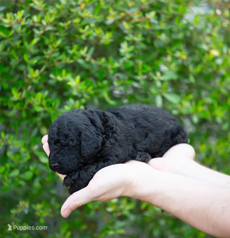 Female 2 – Poodle - Miniature  puppy for sale in Jacksonville Beach, FL