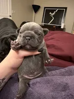 Libby, a female French Bulldog for sale in Fair Oaks, CA – 5 of 6