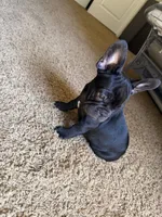 Apollo, a male French Bulldog for sale in Fair Oaks, CA – 3 of 9