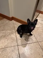 Apollo, a male French Bulldog for sale in Fair Oaks, CA – 3 of 4