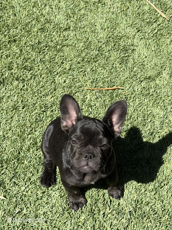 Aria – French Bulldog puppy for sale in Fair Oaks, CA