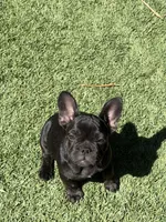Aria, a female French Bulldog for sale in Fair Oaks, CA – 1 of 8