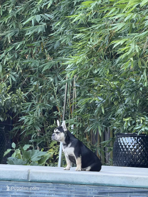Chara(Amira) – French Bulldog puppy for sale in Fair Oaks, CA