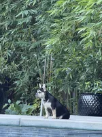 Chara(Amira), a female French Bulldog for sale in Fair Oaks, CA – 1 of 8