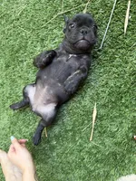 Aria, a female French Bulldog for sale in Fair Oaks, CA – 7 of 7