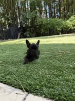 Aria, a female French Bulldog for sale in Fair Oaks, CA – 2 of 7