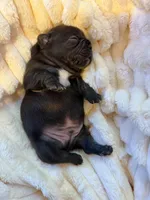 Amigo, a male French Bulldog for sale in Fair Oaks, CA – Photo 2 of 7