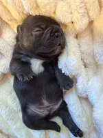 Amigo, a male French Bulldog for sale in Fair Oaks, CA – Photo 6 of 7