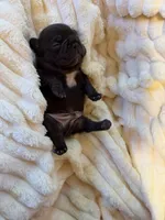 Amigo, a male French Bulldog for sale in Fair Oaks, CA – Photo 4 of 7