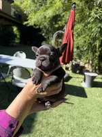Amigo, a male French Bulldog for sale in Fair Oaks, CA – 3 of 8