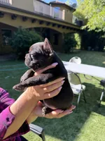 Amigo, a male French Bulldog for sale in Fair Oaks, CA – 2 of 8