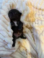 Amigo, a male French Bulldog for sale in Fair Oaks, CA – Photo 3 of 7