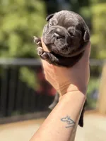 Amigo, a male French Bulldog for sale in Fair Oaks, CA – Photo 1 of 7