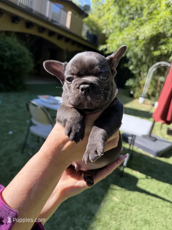 Amigo – French Bulldog puppy for sale in Fair Oaks, CA