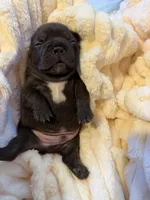 Amigo, a male French Bulldog for sale in Fair Oaks, CA – Photo 5 of 7