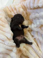 Amigo, a male French Bulldog for sale in Fair Oaks, CA – Photo 7 of 7