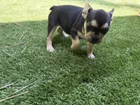Chara(Amira), a female French Bulldog for sale in Fair Oaks, CA – 6 of 10