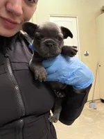 Libby, a female French Bulldog for sale in Fair Oaks, CA – 4 of 6